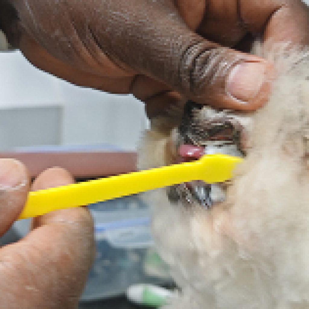 Find Bird Wash and Grooming Near Me: Gentle Care for Your Feathered Friend