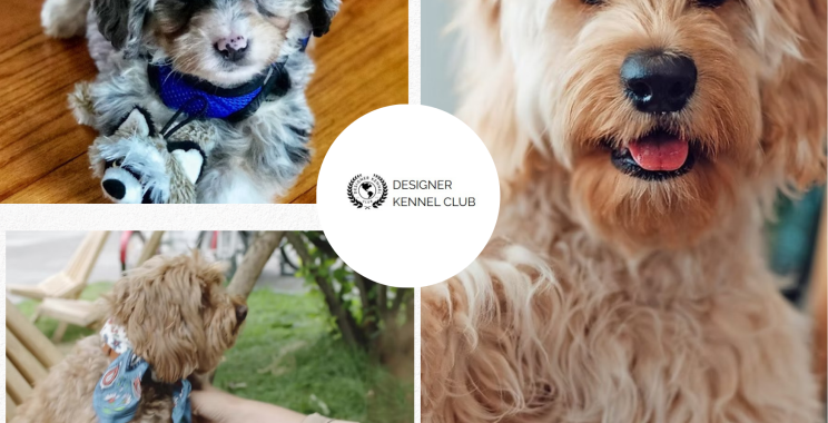 How to Choose a Designer Dog Breeds Registry for Buyers